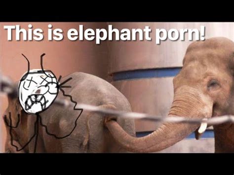 animale porn.com